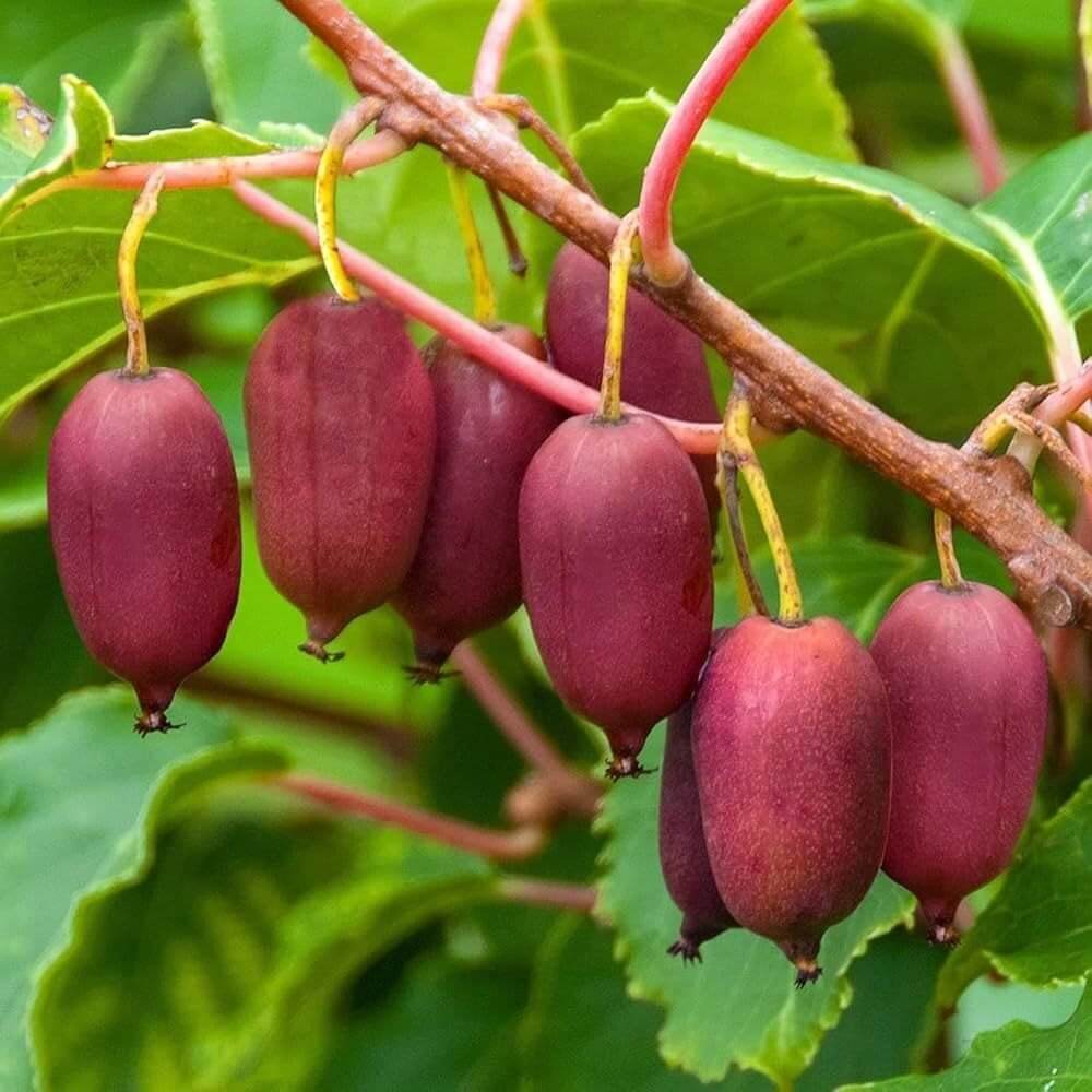 Hardy Red Kiwi Seeds