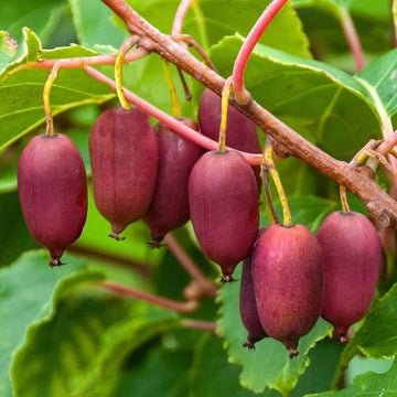 Hardy Red Kiwi Seeds