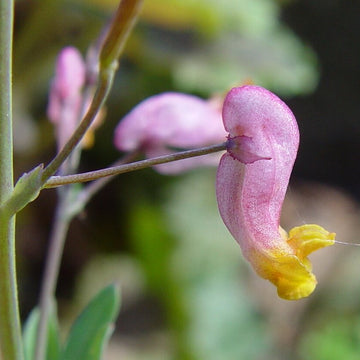Harlequin Seeds – Pink Rock