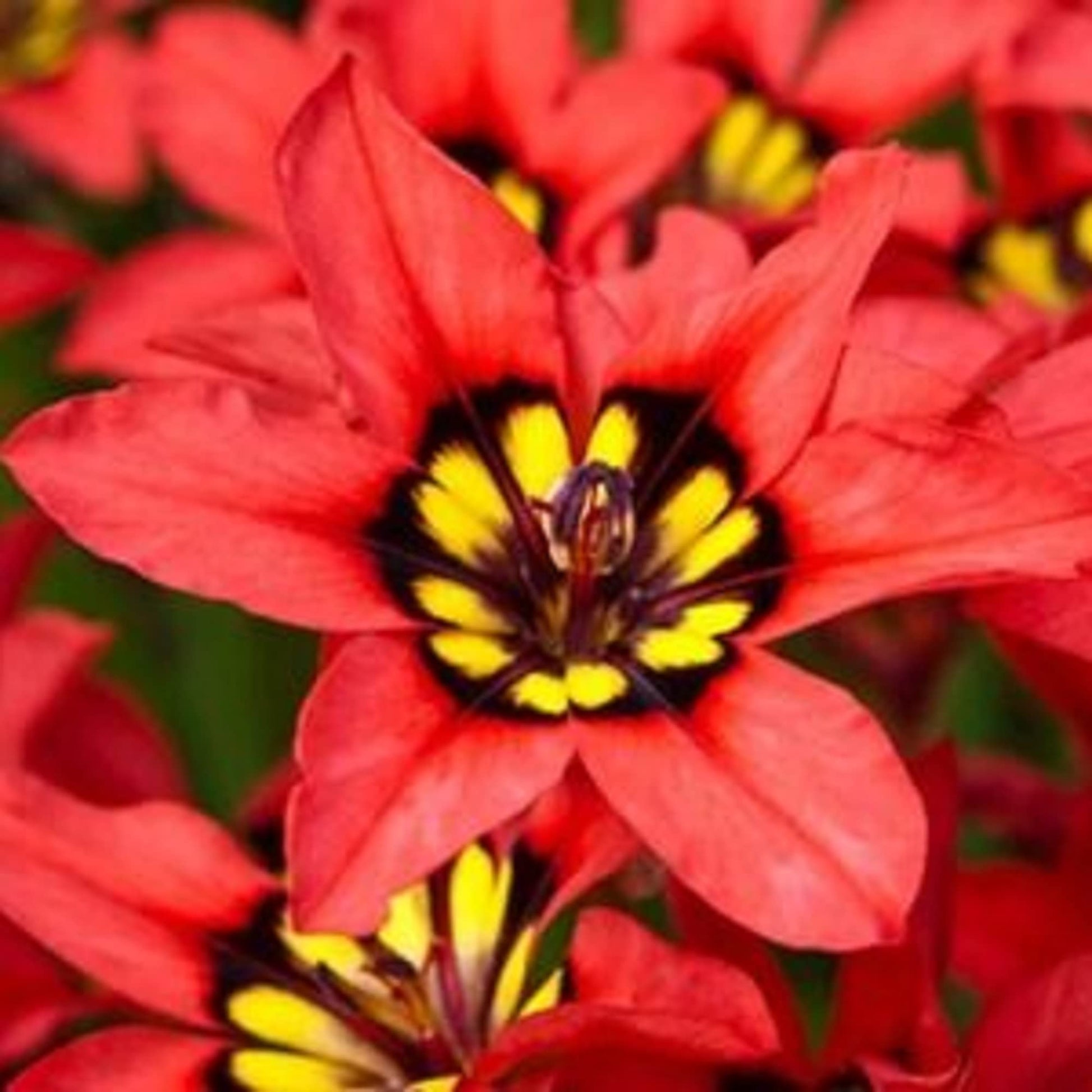 Harlequin Seeds – Red
