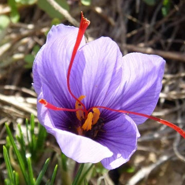 Hatsuga Saffron Crocus Seeds