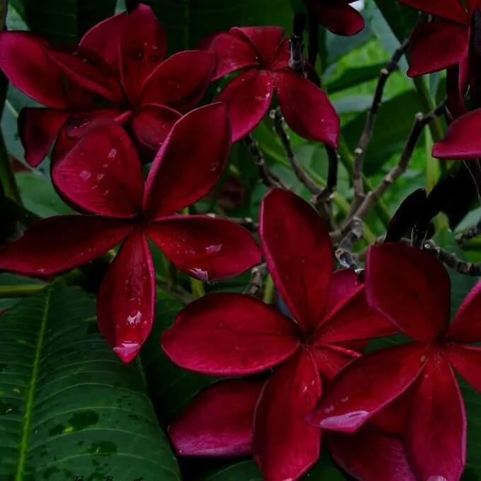 Hawaiian Frangipani Seeds