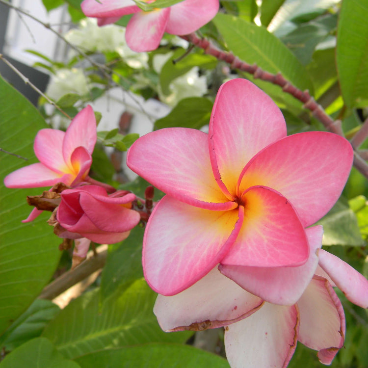Hawaiian Frangipani Seeds
