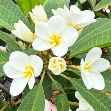 Hawaiian Frangipani Seeds