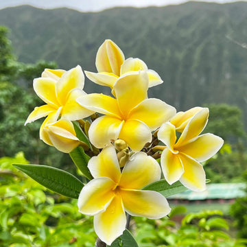 Hawaiian Plumeria Mix Seeds