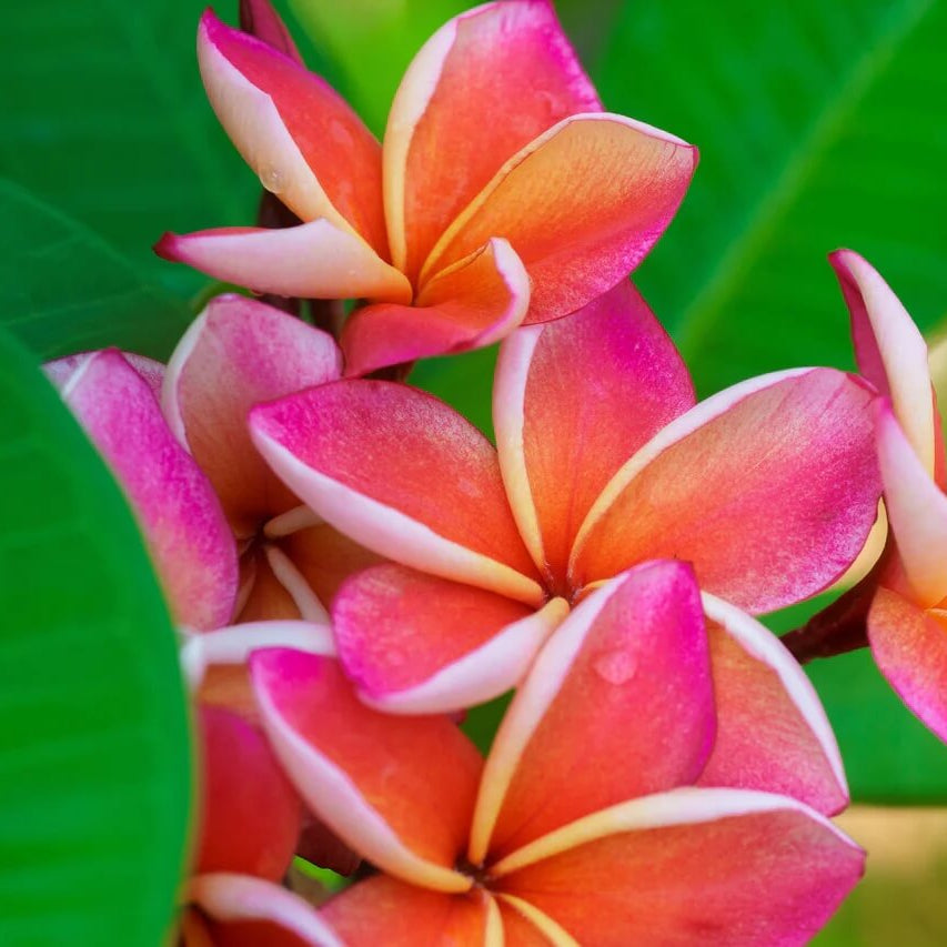 Hawaiian Plumeria Mix Seeds