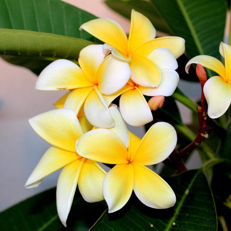 Hawaiian Plumeria Mix Seeds