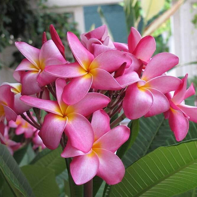 Hawaiian Plumeria Mix Seeds