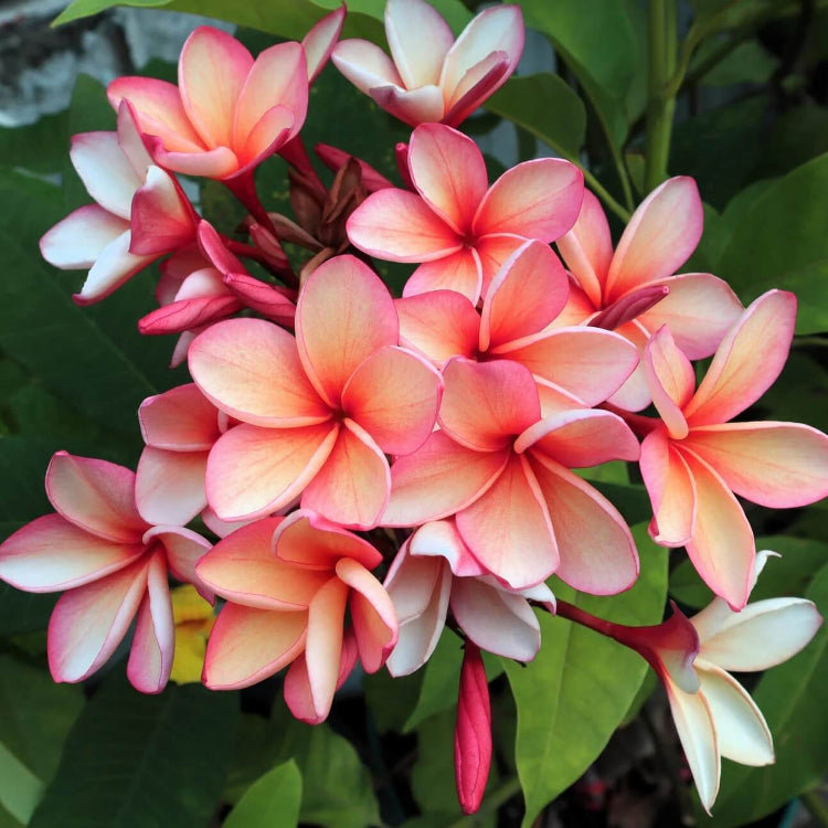 Hawaiian Plumeria Mix Seeds