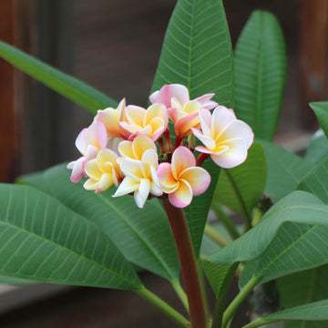 Hawaiian Plumeria Seeds
