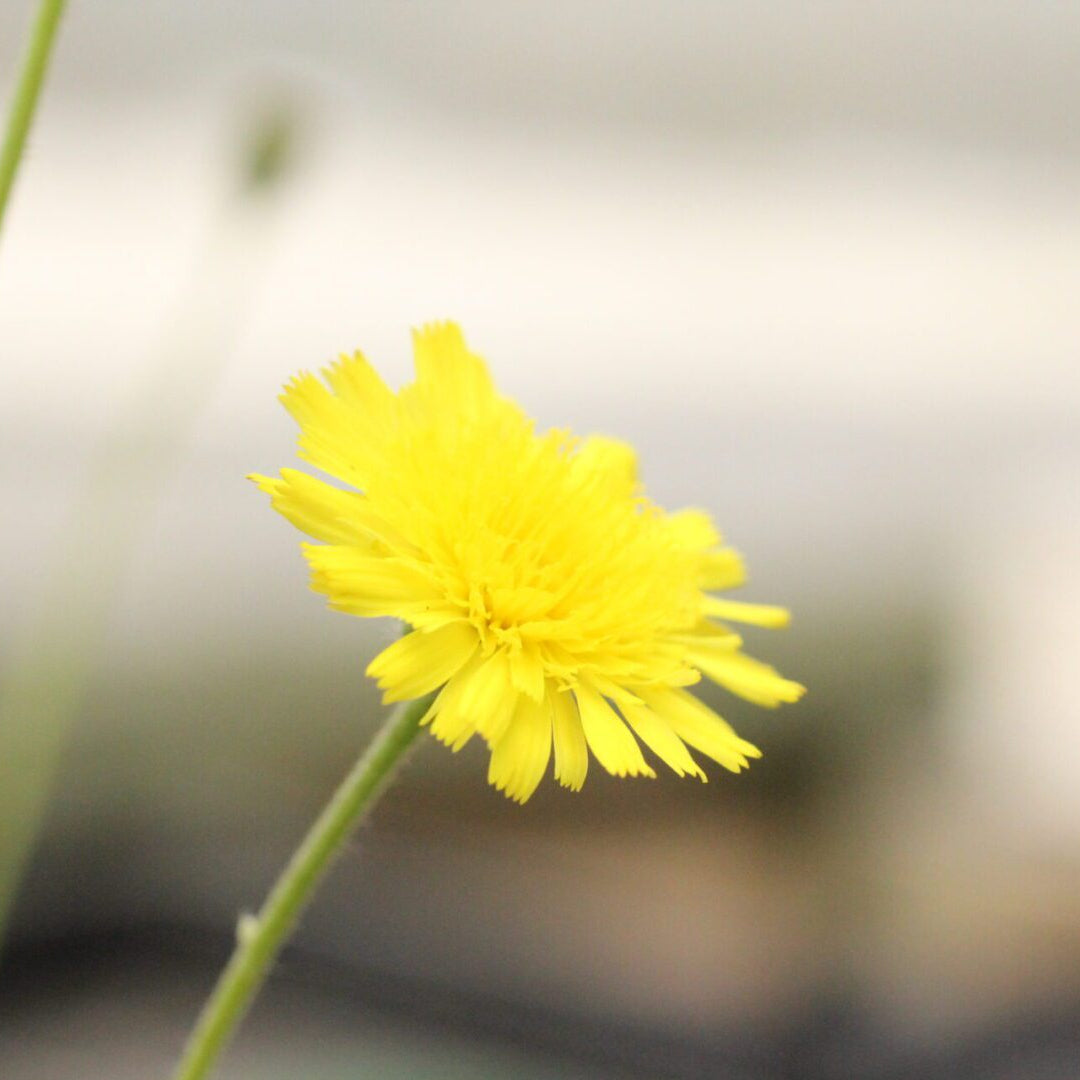 Hawkweed Seeds – Mouse-Ear Hawkweed
