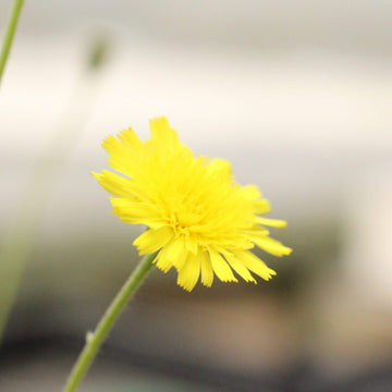 Hawkweed Seeds – Mouse-Ear Hawkweed
