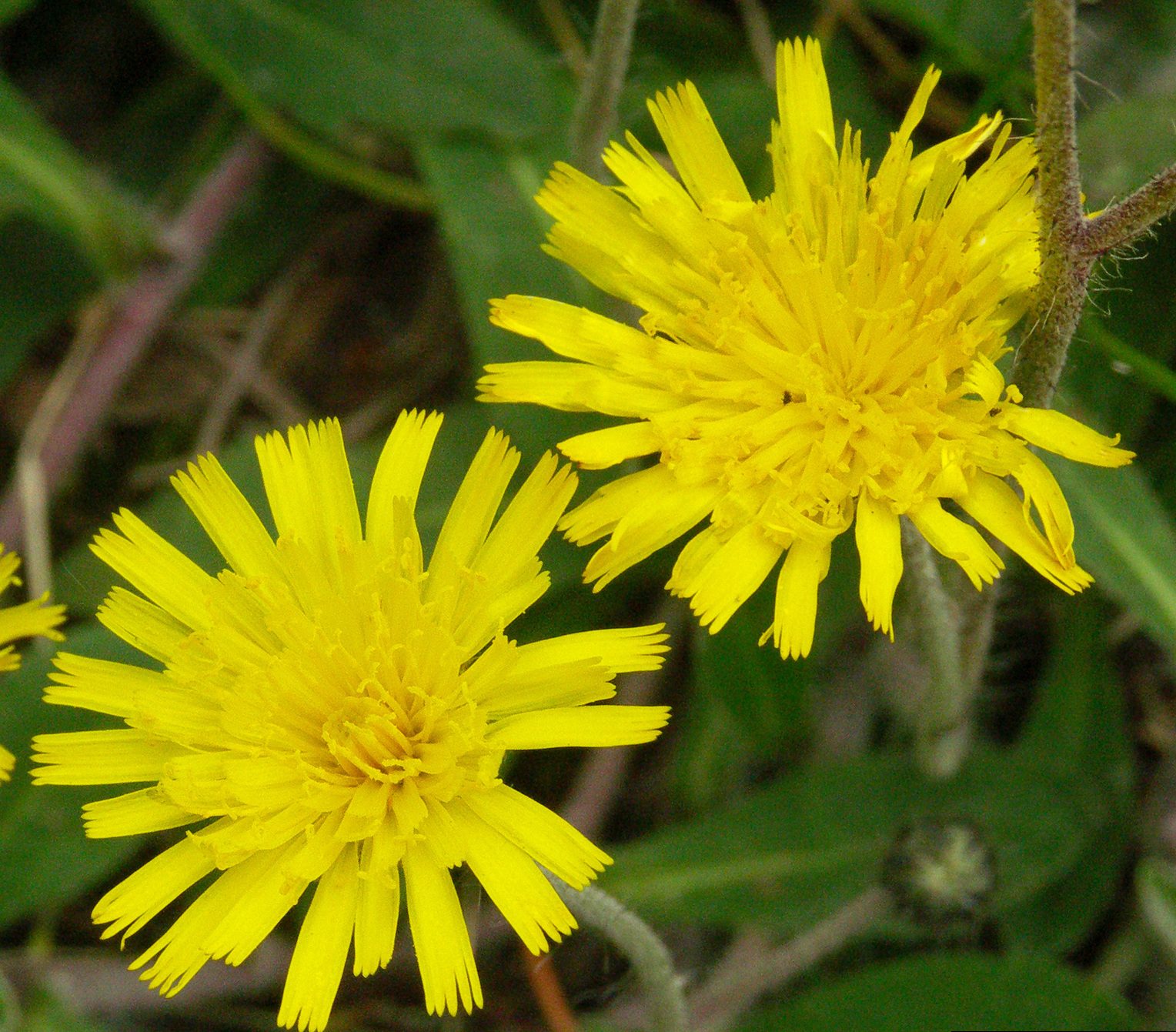 Hawkweed Seeds – Mouse-Ear Hawkweed
