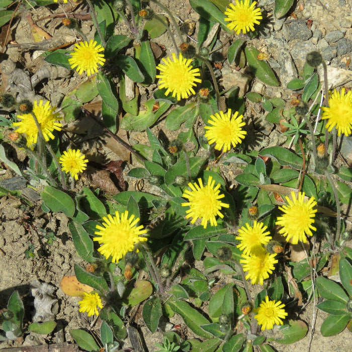 Hawkweed Seeds – Mouse-Ear Hawkweed
