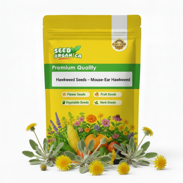 Hawkweed  Seeds – Mouse-Ear Hawkweed