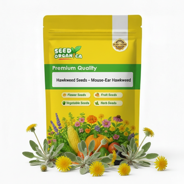 Hawkweed  Seeds – Mouse-Ear Hawkweed