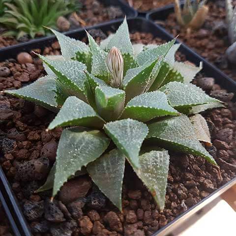 Haworthia Seeds – Flowering
