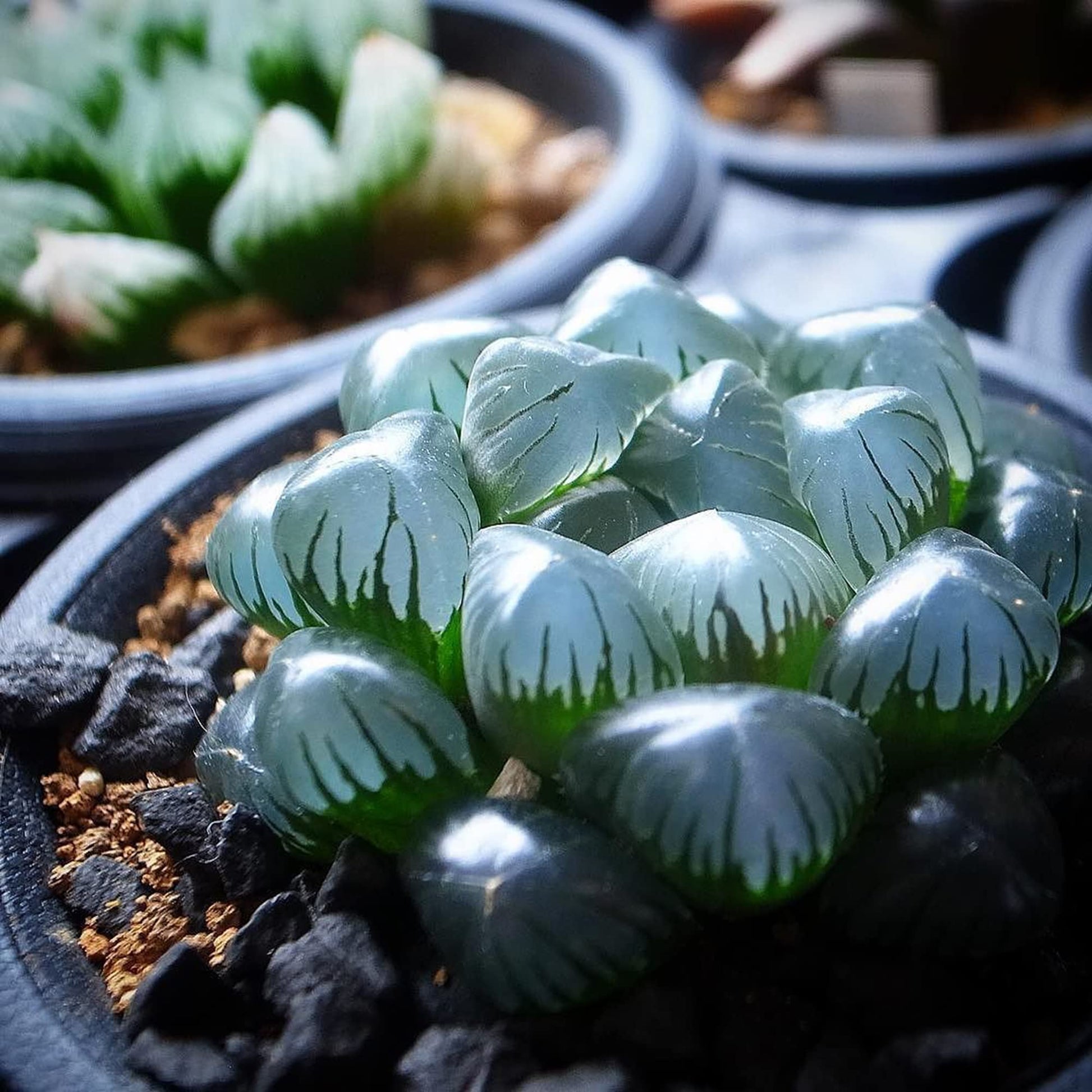 Haworthia Obtusa Seeds – ‘Crystal’ Succulent
