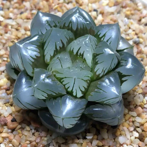 Haworthia Obtusa Seeds – ‘Crystal’ Succulent
