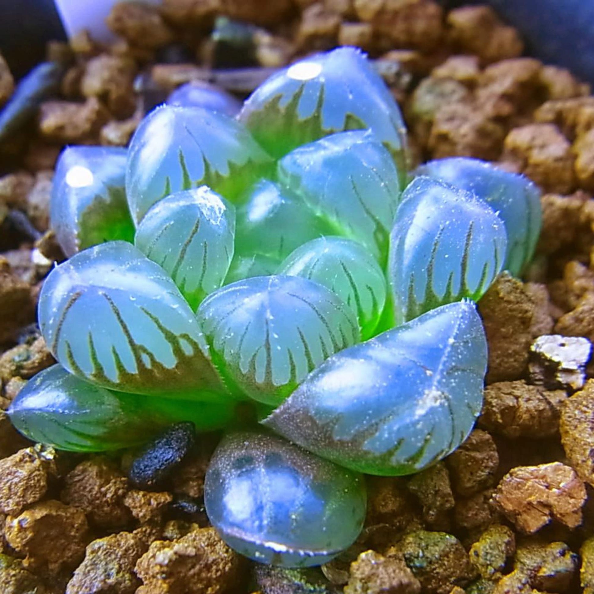 Haworthia Obtusa Seeds – ‘Crystal’ Succulent
