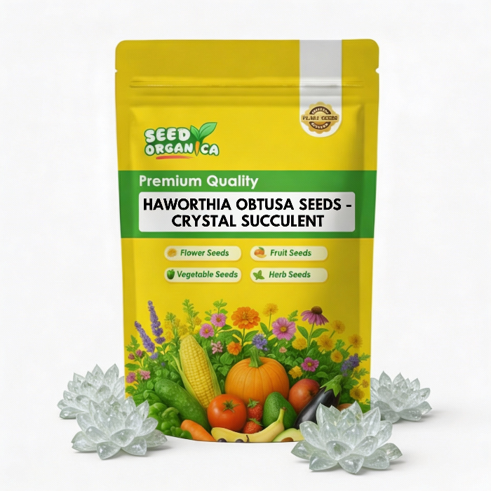 Haworthia Obtusa Seeds – ‘Crystal’ Succulent