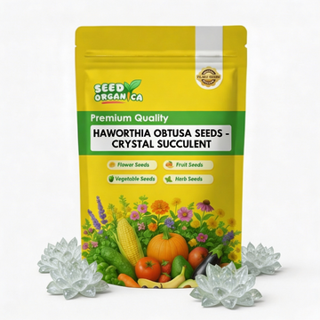 Haworthia Obtusa Seeds – ‘Crystal’ Succulent