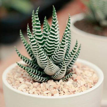 Haworthia Seeds - All In One For Home Gardens