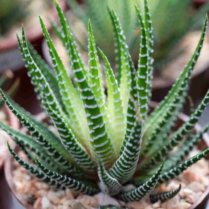 Haworthia Seeds - All In One For Home Gardens