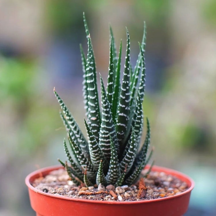 Haworthia Seeds - All In One For Home Gardens