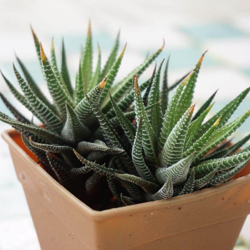 Haworthia Seeds - All In One For Home Gardens