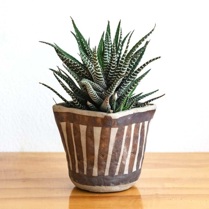 Haworthia Seeds - All In One For Home Gardens