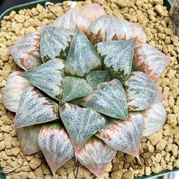 Haworthia Seeds – Flowering