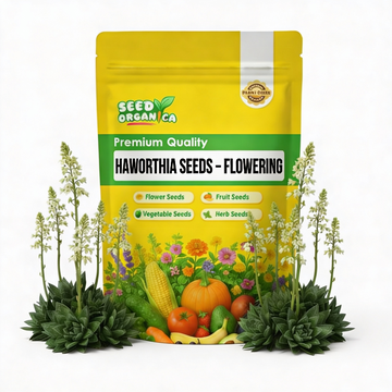 Haworthia Seeds – Flowering