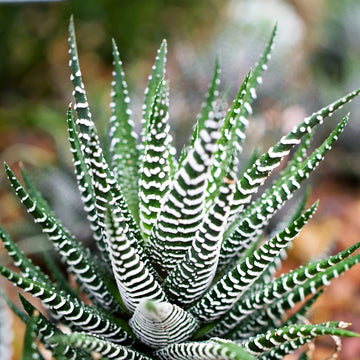 Haworthia Zebra Seeds – Succulent
