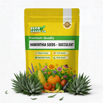 Haworthia Zebra Seeds – Succulent