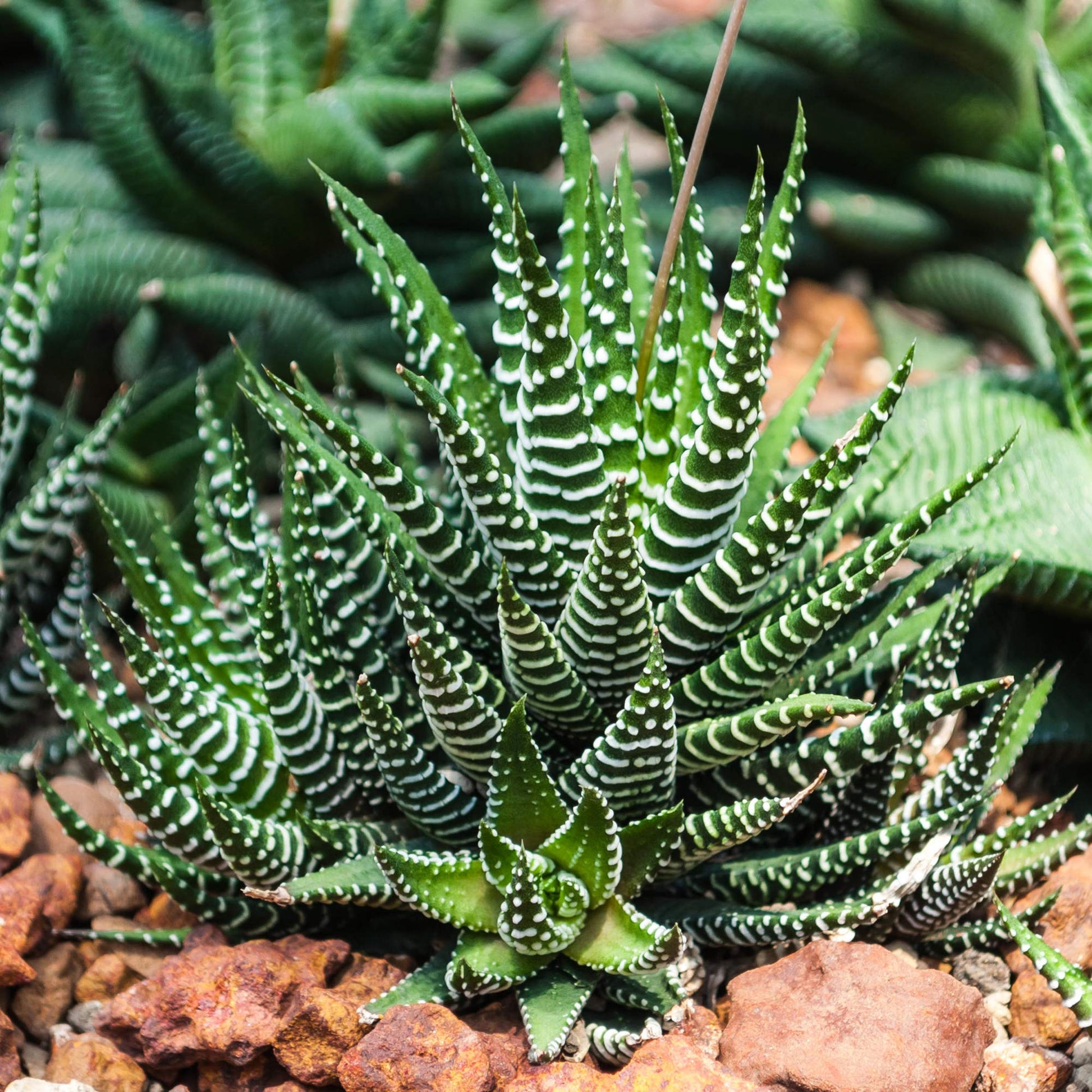 Haworthia Zebra Seeds – Succulent
