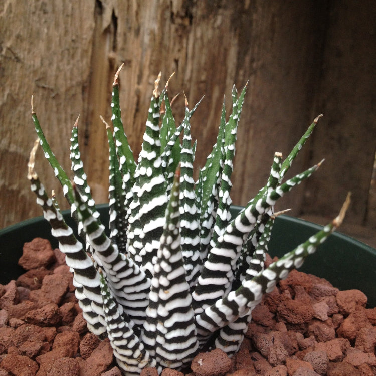 Haworthia Zebra Seeds – Succulent

