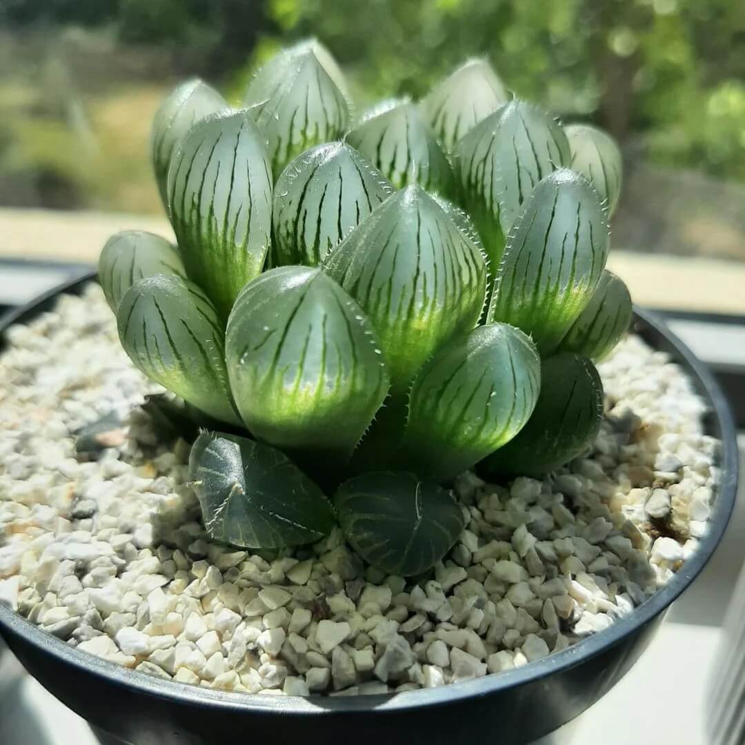 Haworthia cooperi Seeds – Compact Growth