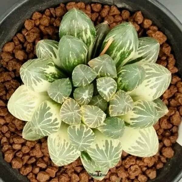Haworthia cooperi Seeds – Compact Growth