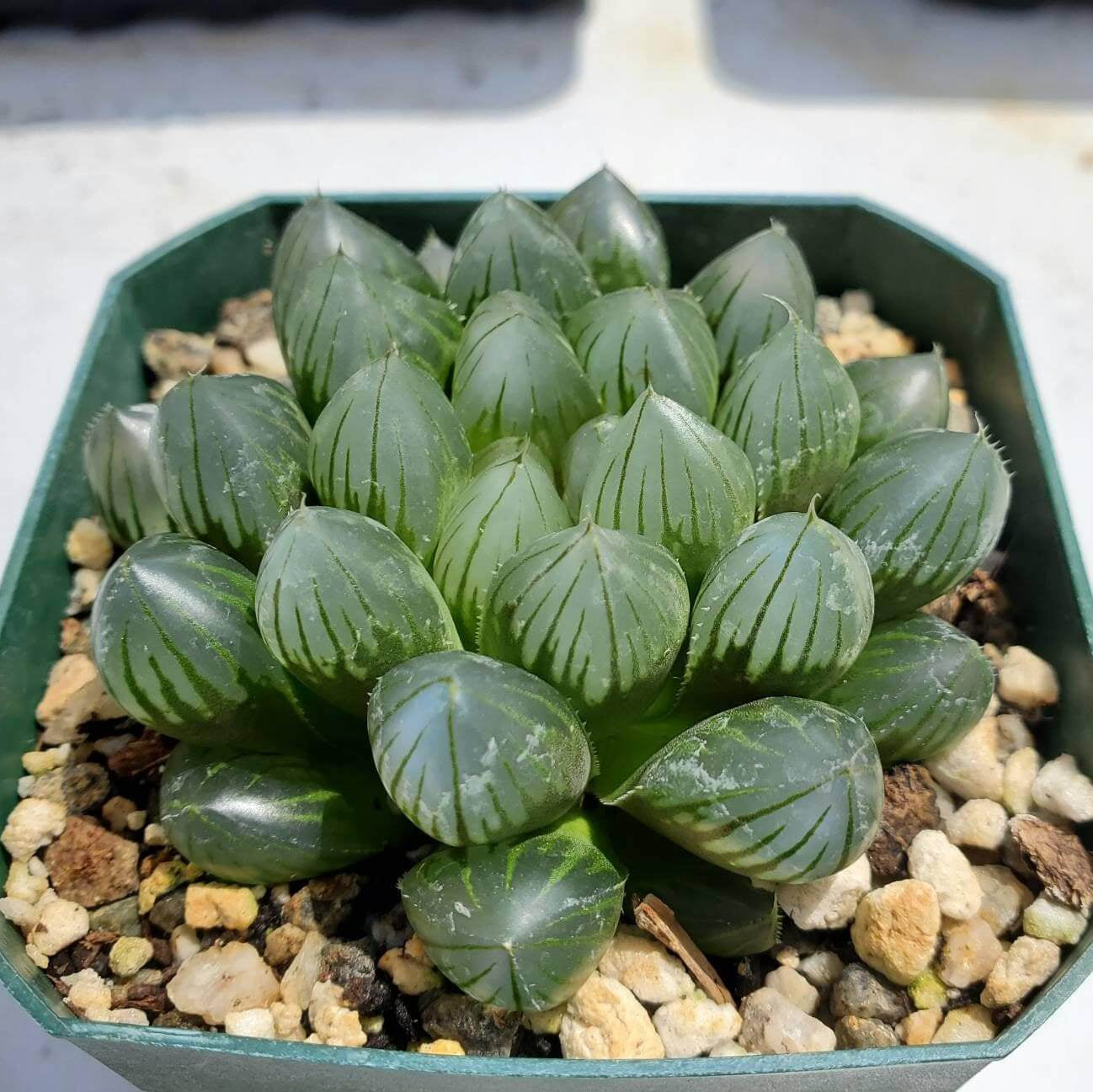 Haworthia cooperi Seeds – Compact Growth