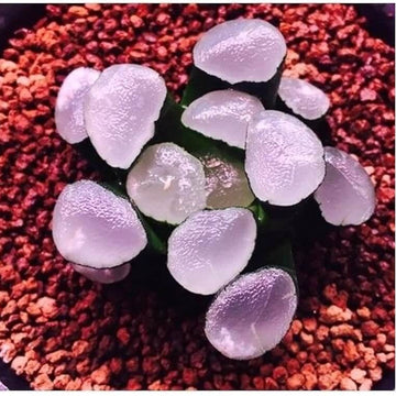 Haworthia maughanii Seeds – Purple