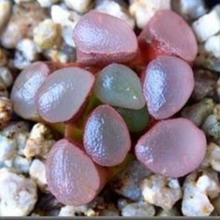 Haworthia maughanii Seeds – Purple