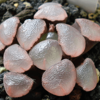 Haworthia maughanii Seeds – Purple
