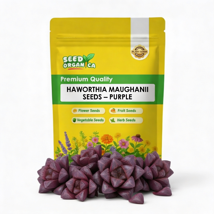 Haworthia maughanii Seeds – Purple