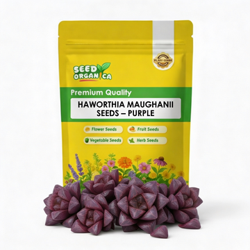 Haworthia maughanii Seeds – Purple