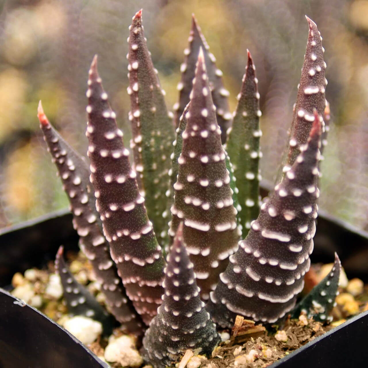 Haworthia reinwardtii Seeds – Brown