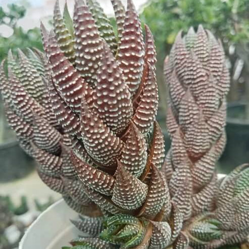 Haworthia reinwardtii Seeds – Brown