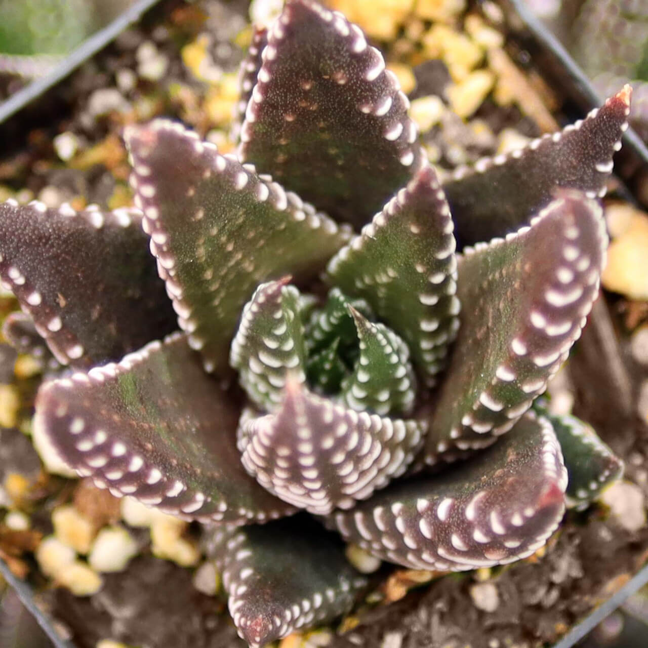 Haworthia reinwardtii Seeds – Brown