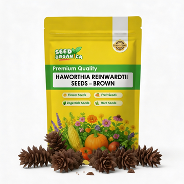 Haworthia reinwardtii Seeds – Brown