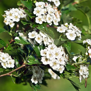 Hawthorn Seeds - Downy
